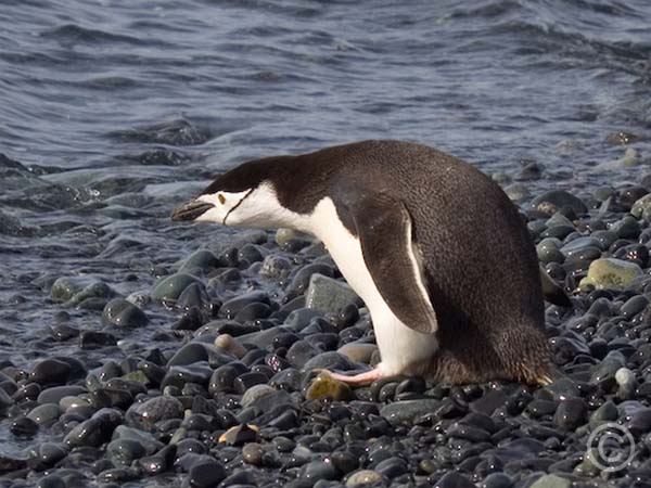 Chinstrap-penguin-Antarctica